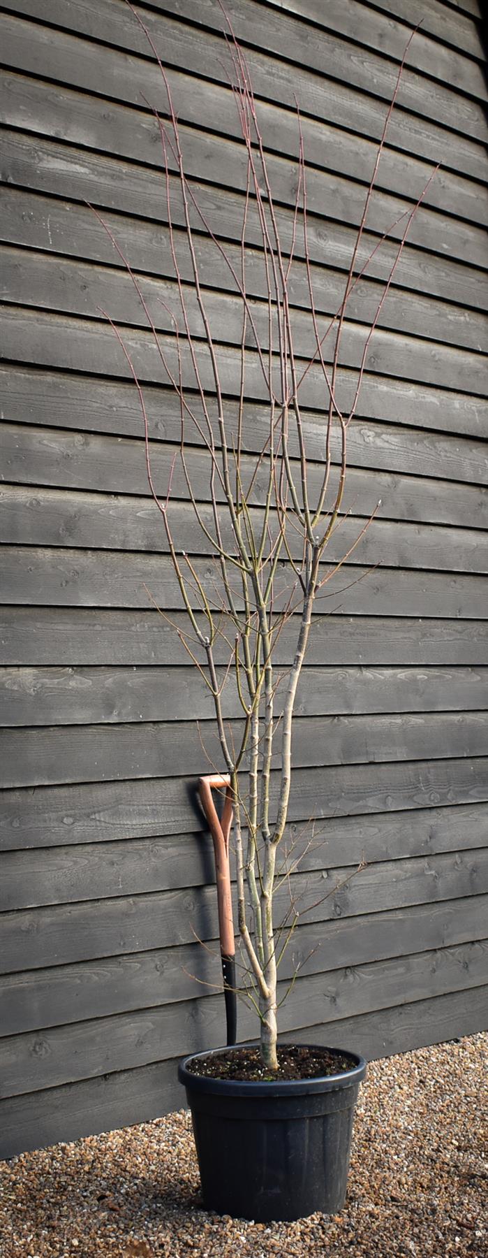 Acer palmatum 'Jordan' | Japanese maple 'Jordan' - Bushy - Height 230-240cm - 35lt