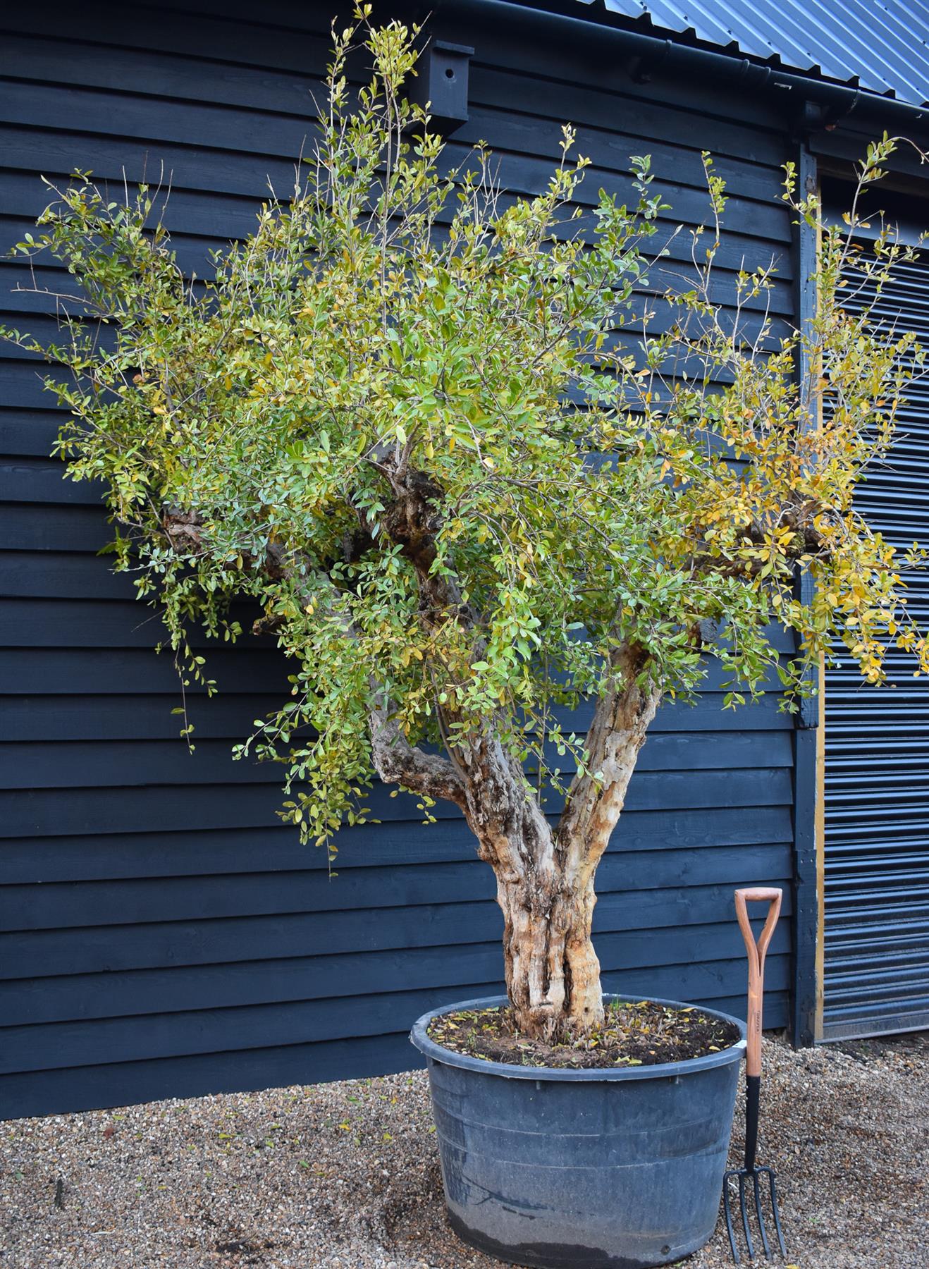 Pomegranate | Punica granatum - Mature Specimen - 3 Branches - Height 240-280cm - 350lt