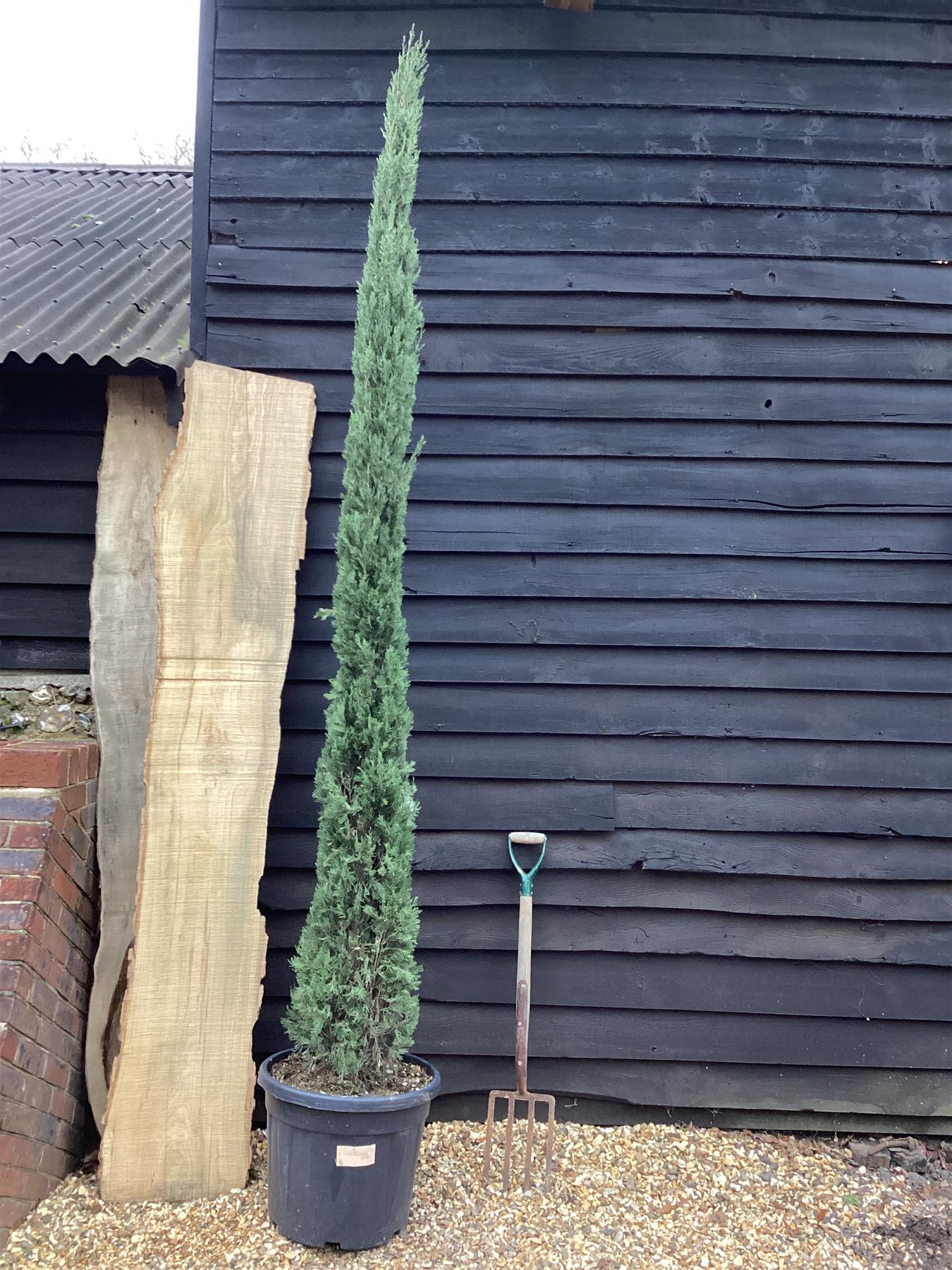 Cupressus sempervirens | Mediterranean Cypress - 350-360cm, 35lt