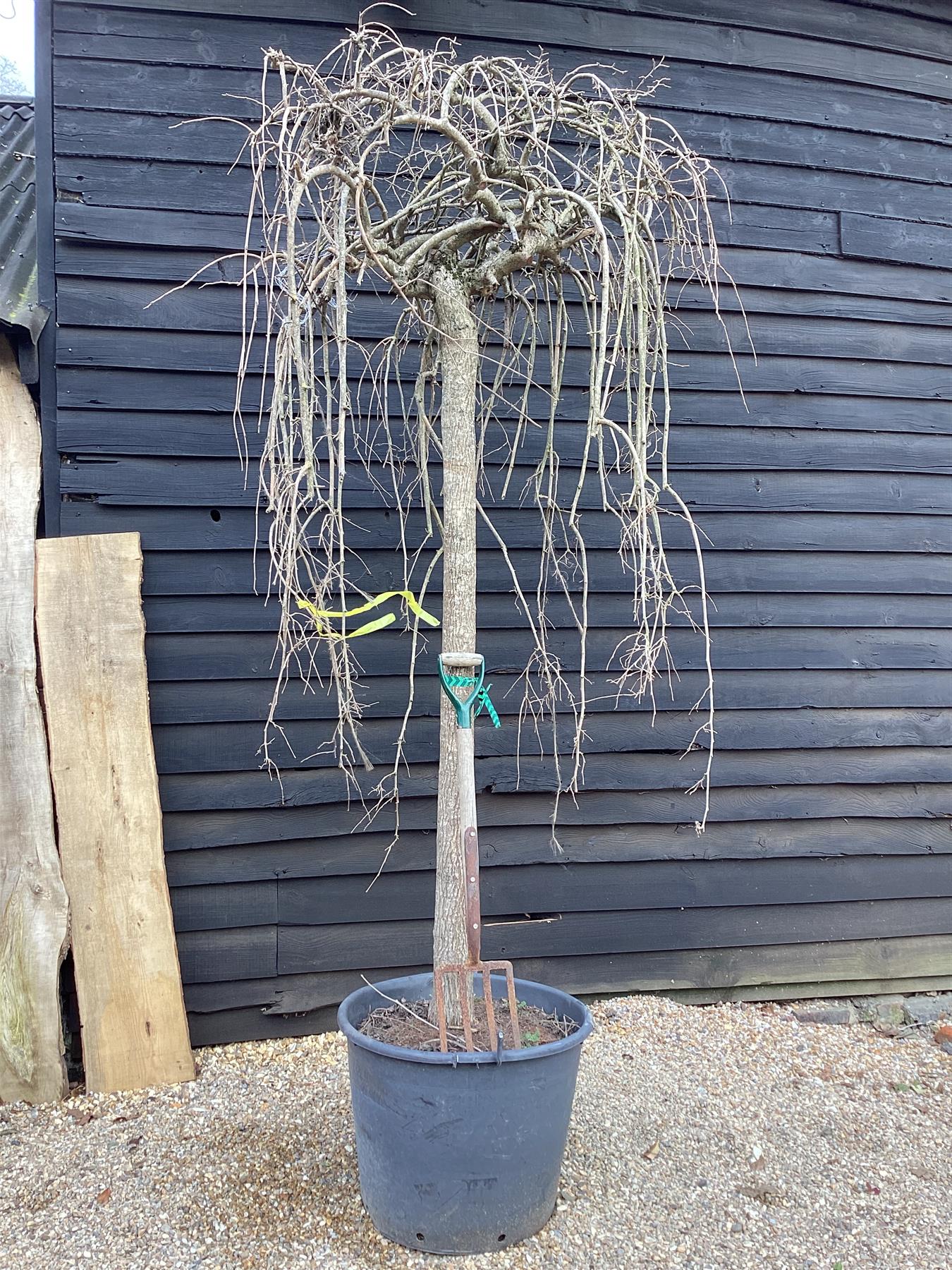 Morus alba 'Pendula' | Weeping White Mulberry - Girth 30cm - 350-360cm - 130lt