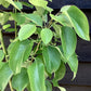 Pear 'Beurre Hardy' | Pyrus communis - Semi Dwarfing - Height - 160-180cm - 20lt