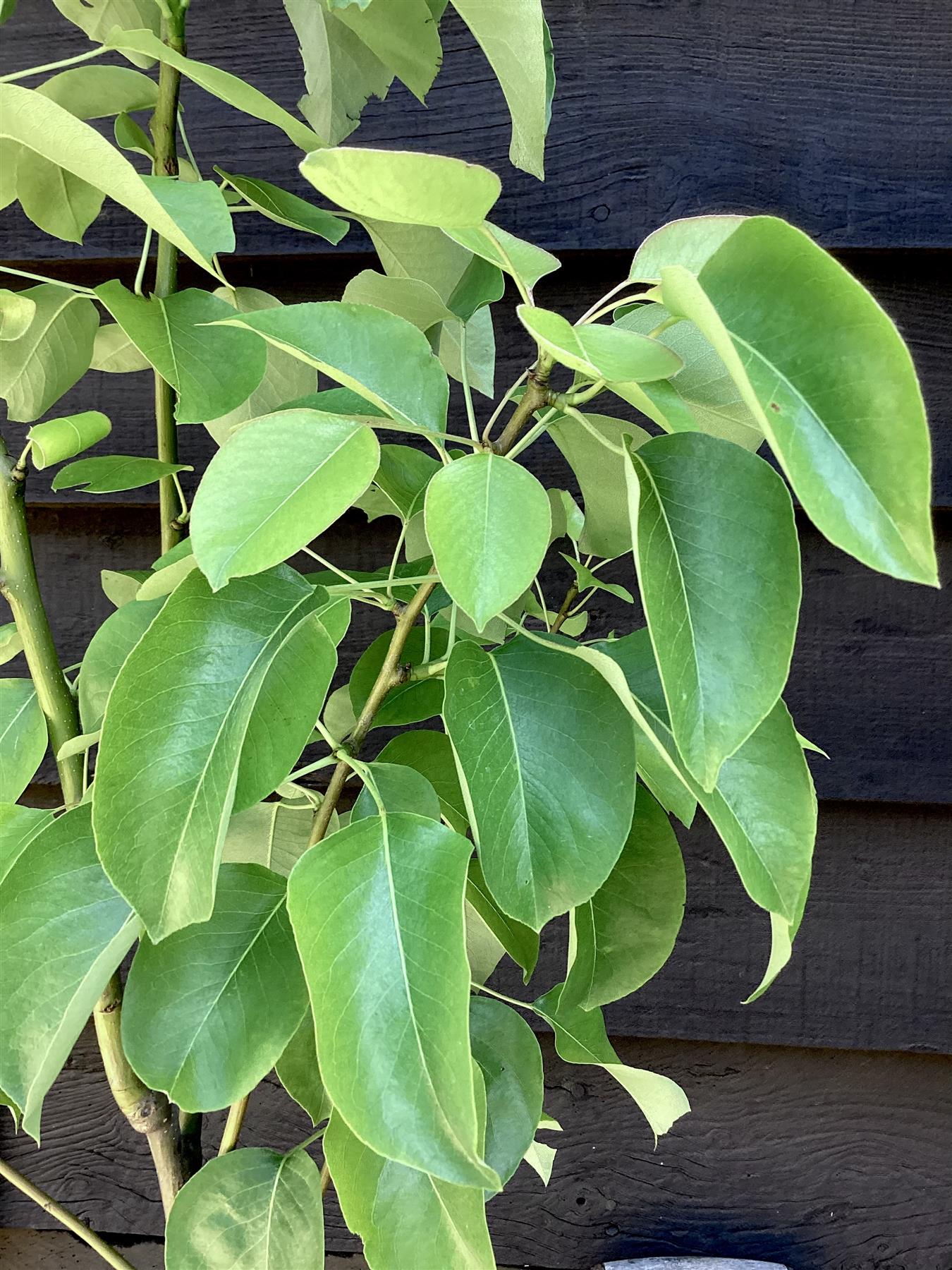 Pear 'Beurre Hardy' | Pyrus communis - Semi Dwarfing - Height - 160-180cm - 20lt