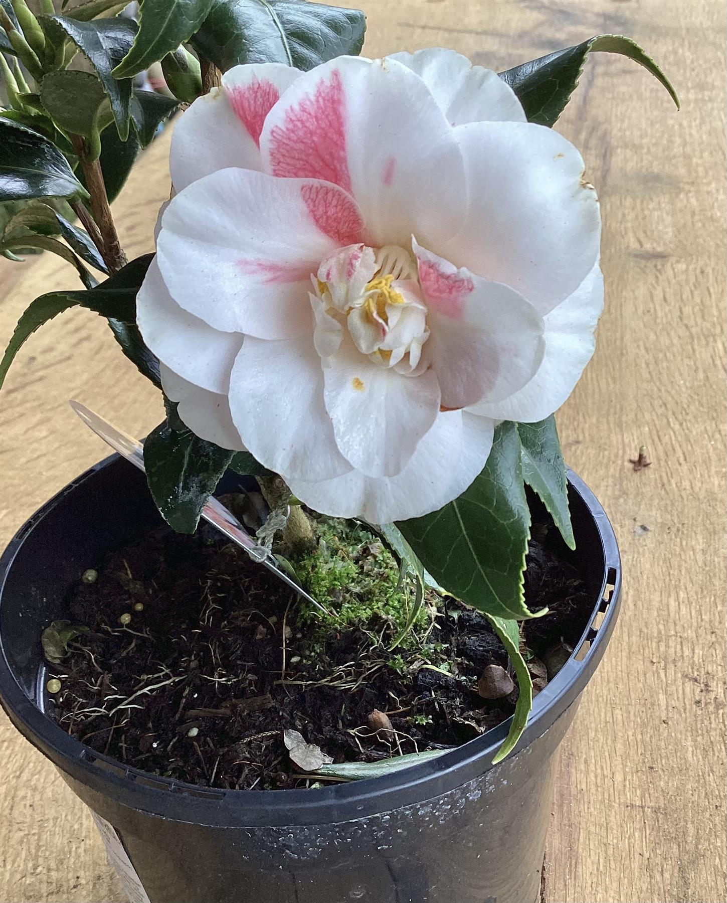 Camellia japonica 'Lady Vansittart' - Shrub - 3lt