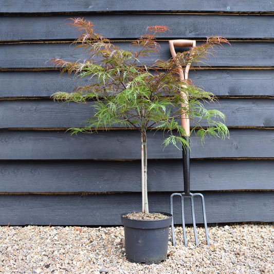 Japanese Maple 'Garnet' | Acer palmatum 'Garnet'  - Bushy - Height 50-70cm - 4lt