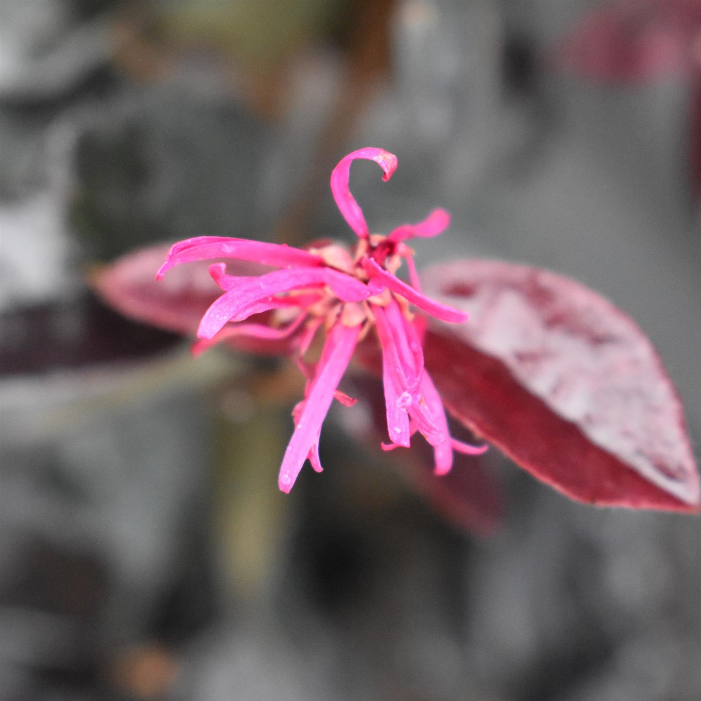 Loropetalum Fede | Chinese Fringe Flower - Pyramid - Height 90-110cm - 9lt