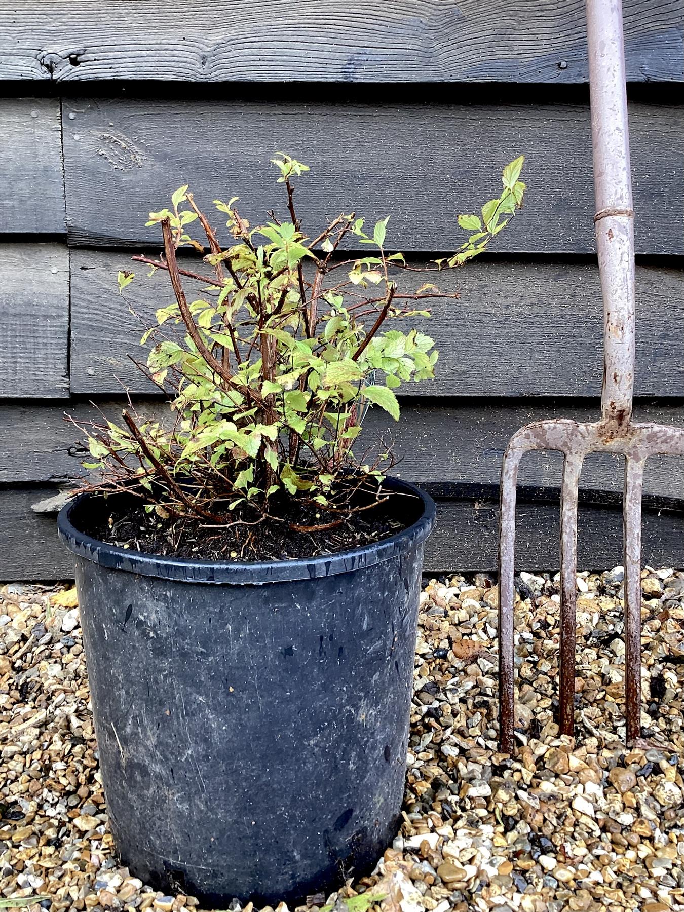 Spiraea japonica 'Goldflame' - 10-30cm, 2lt