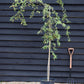 Cotoneaster 'Hybridus Pendulus' | Weeping Cotoneaster - 150-180cm, 10lt