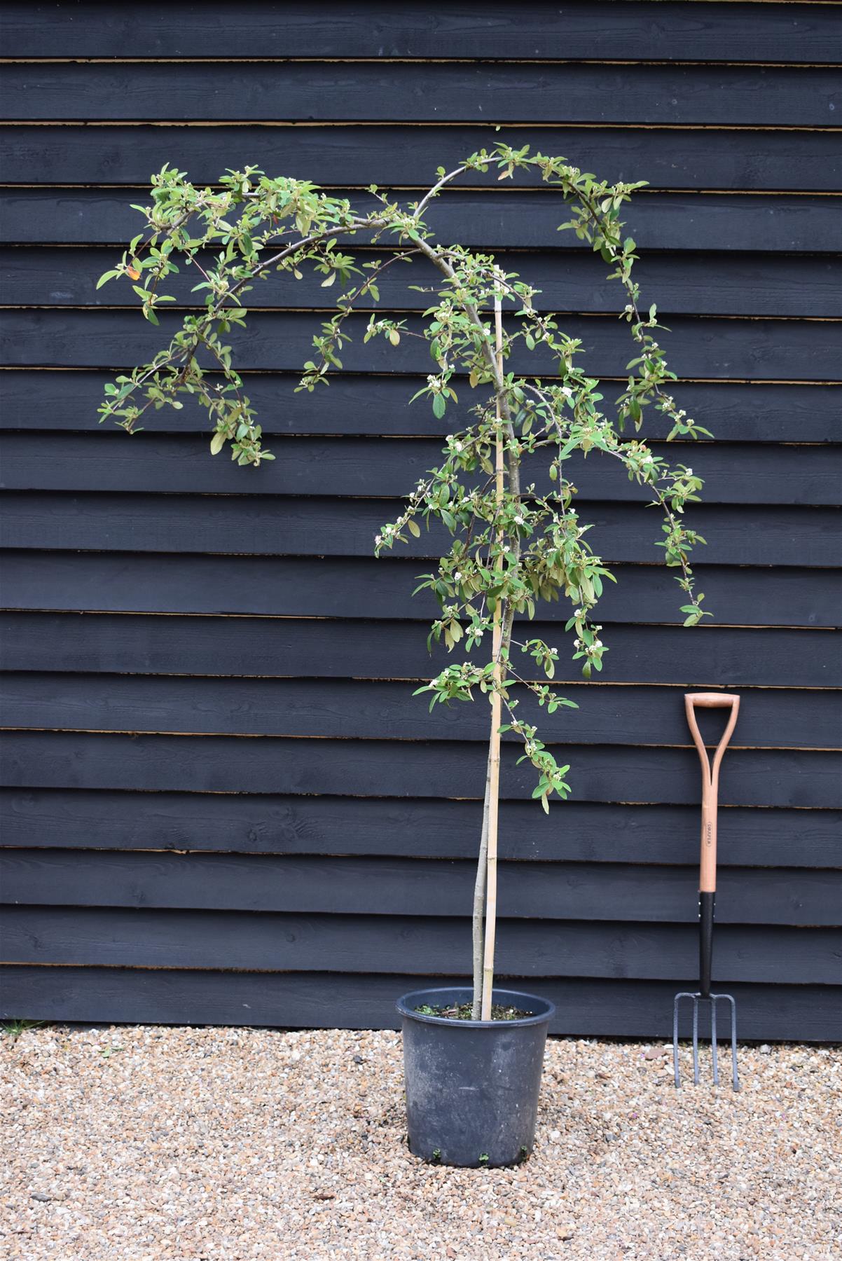 Cotoneaster 'Hybridus Pendulus' | Weeping Cotoneaster - 150-180cm, 10lt