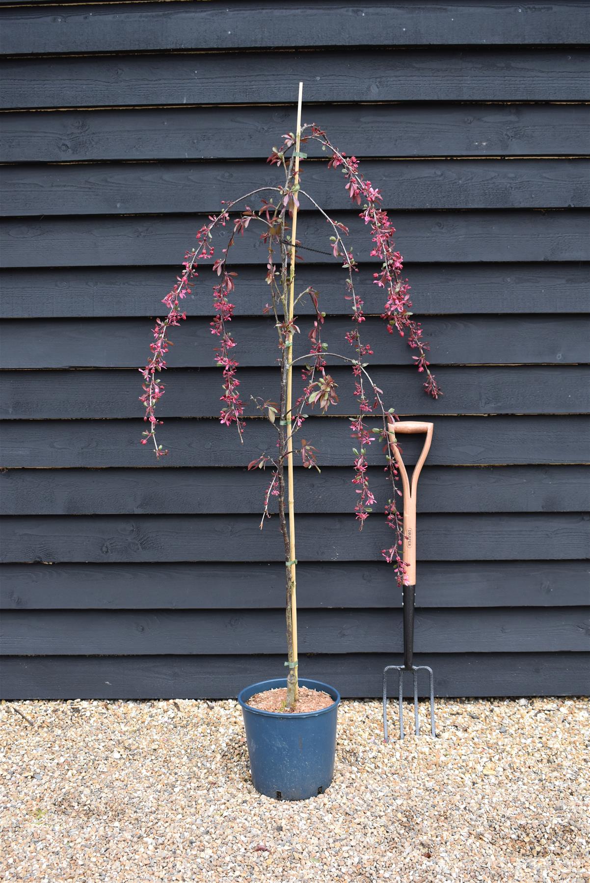 Malus Royal Beauty | Purple Weeping Crab Apple Tree - 1700-200cm, 10lt