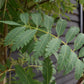 Sorbus aucuparia Asplenifolia Mountain Ash - Clear Stem - Standard - Girth 10-12cm - Height 400-420cm - 70lt