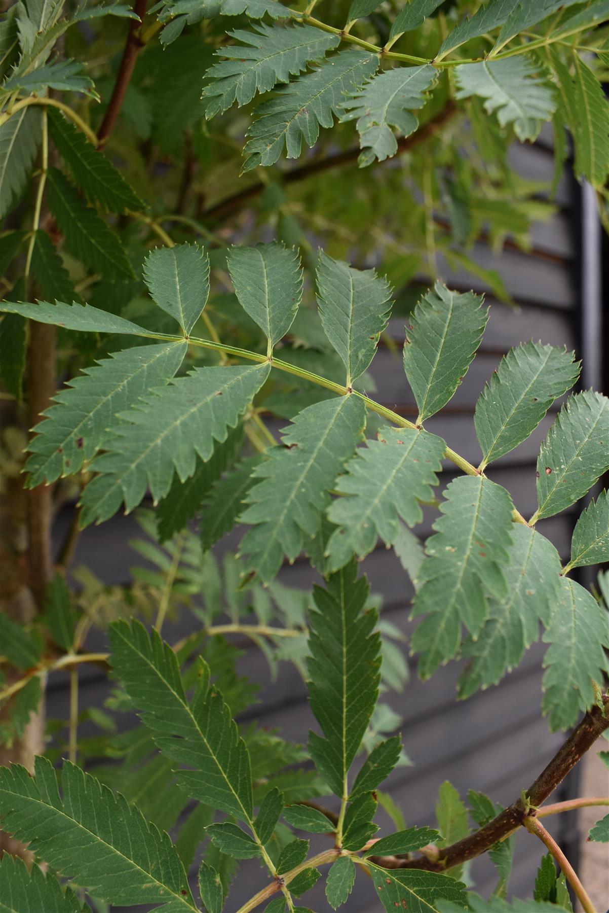 Sorbus aucuparia Asplenifolia Mountain Ash - Clear Stem - Standard - Girth 10-12cm - Height 400-420cm - 70lt