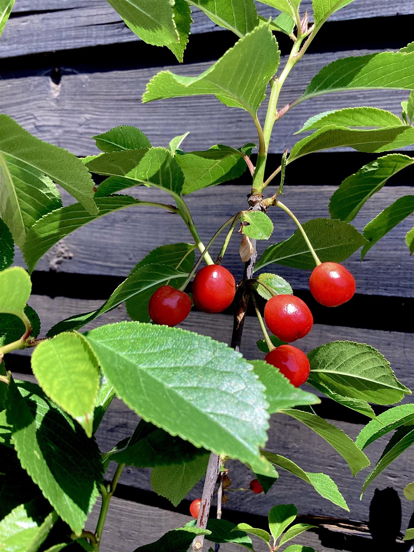 Cherry 'Morello' on Gisela | Prunus cerasus - Semi Dwarfing - 140-150cm - 12lt