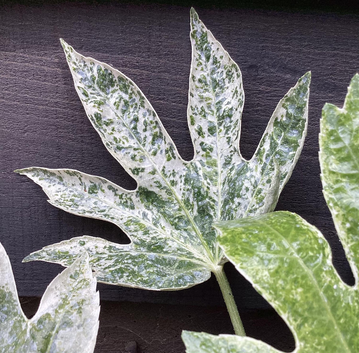 Fatsia japonica 'Spider's Web' - 35-40cm, 5lt