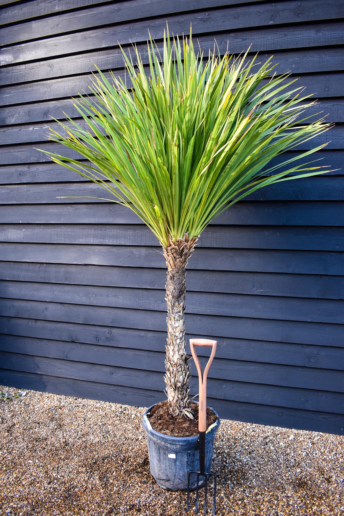 Cordyline australis | Cabbage Palm - Stem 100-120cm - Height 180-220cm - 50lt