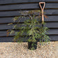 Japanese Maple 'Inaba-Shidare' | Acer palmatum - Bushy - Height 50-70cm - 4lt