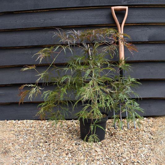 Japanese Maple 'Inaba-Shidare' | Acer palmatum - Bushy - Height 50-70cm - 4lt