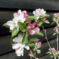 Apple tree 'James Grieve' | Malus domestica - M27 - Ultra-Dwarfing - 140-150cm - 10lt