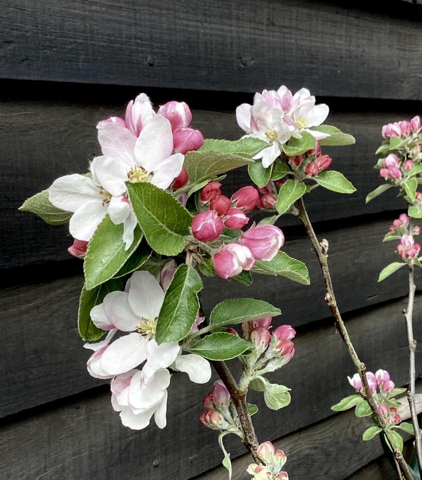 Apple tree 'James Grieve' | Malus domestica - M27 - Ultra-Dwarfing - 140-150cm - 10lt