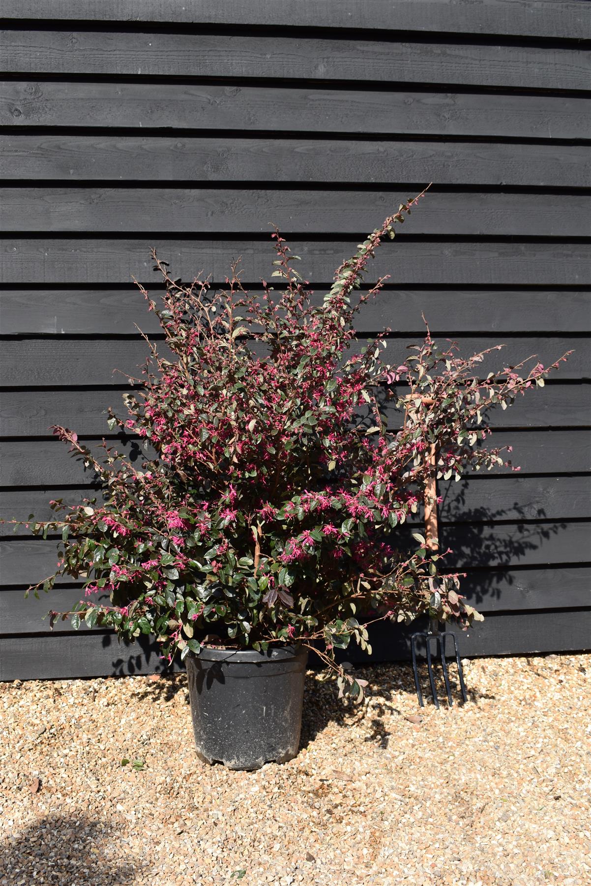 Loropetalum Fede | Chinese Fringe Flower - 90-120cm - 25lt