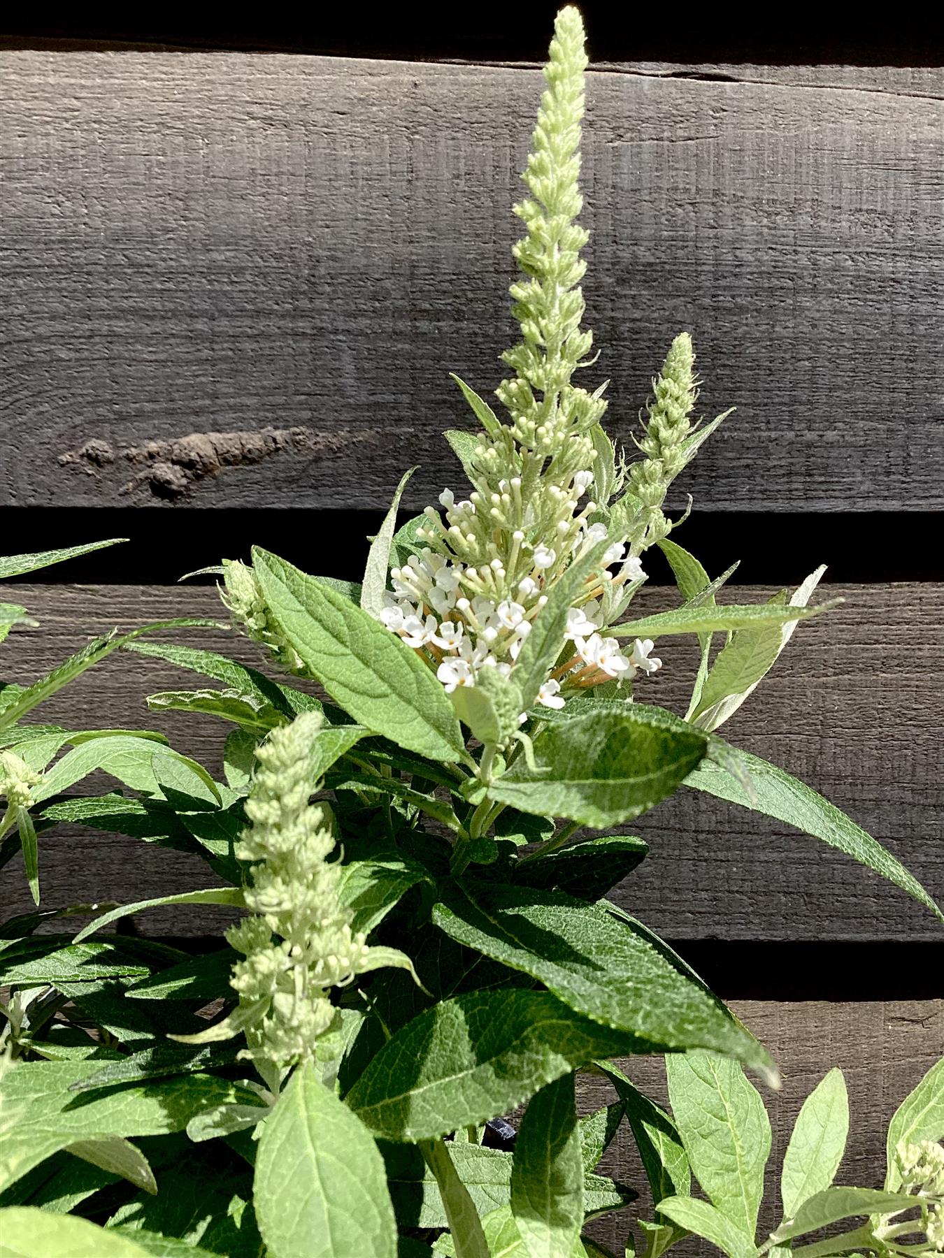 Buddleja 'Butterfly Candy Little White' | Butterfly Candy Little White Height 10-20cm - 4lt