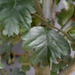 Crataegus Laevigata 'Paul's Scarlet' | Hawthorn 'Paul's Scarlet' - Clear Stem - Standard - Girth 10-12cm - 340-360cm - 70lt