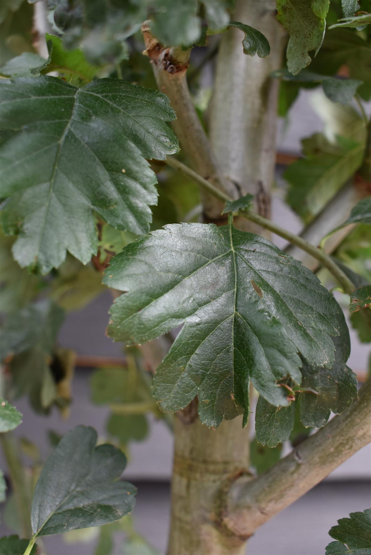 Crataegus Laevigata 'Paul's Scarlet' | Hawthorn 'Paul's Scarlet' - Clear Stem - Standard - Girth 10-12cm - 340-360cm - 70lt