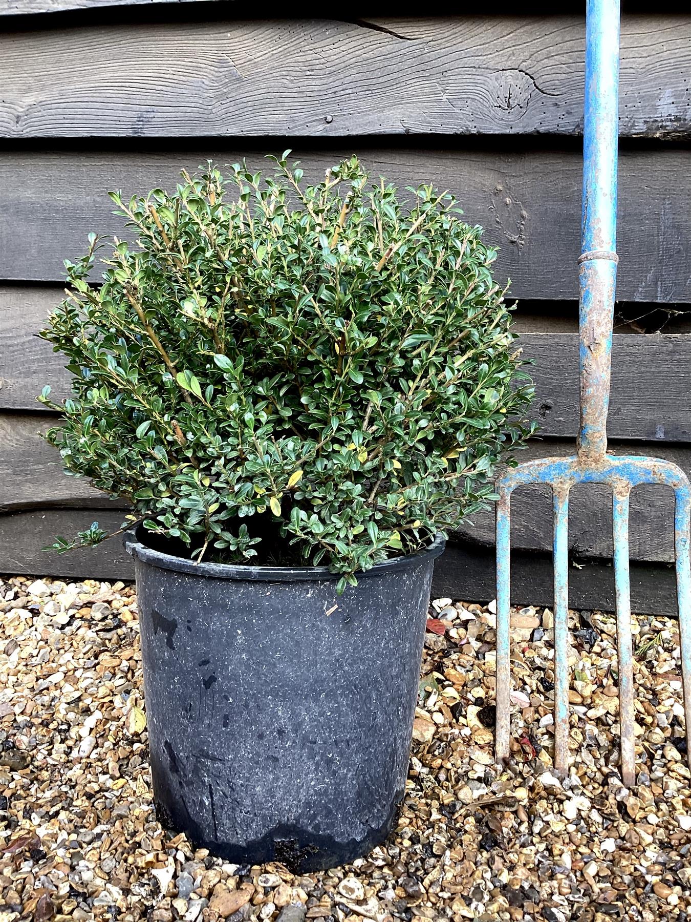 Ilex crenata 'Kinme' | Japanese Holly 'Kinme' - Ball - Height 30cm Width 30cm - 10lt