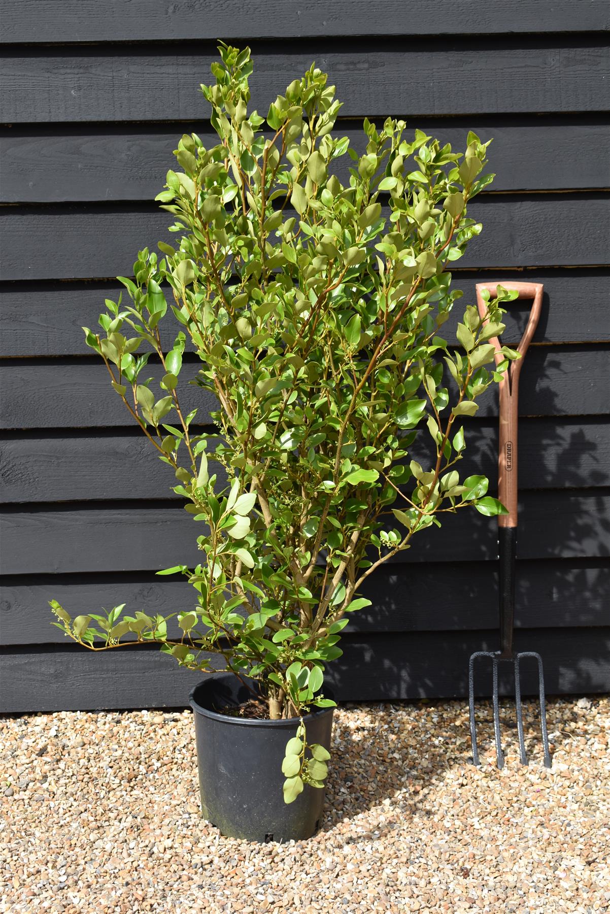 Griselinia littoralis - 100-120cm - 12lt