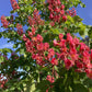 Aesculus pavia | Red Buckeye - Girth 24cm - 470-480cm - 150lt