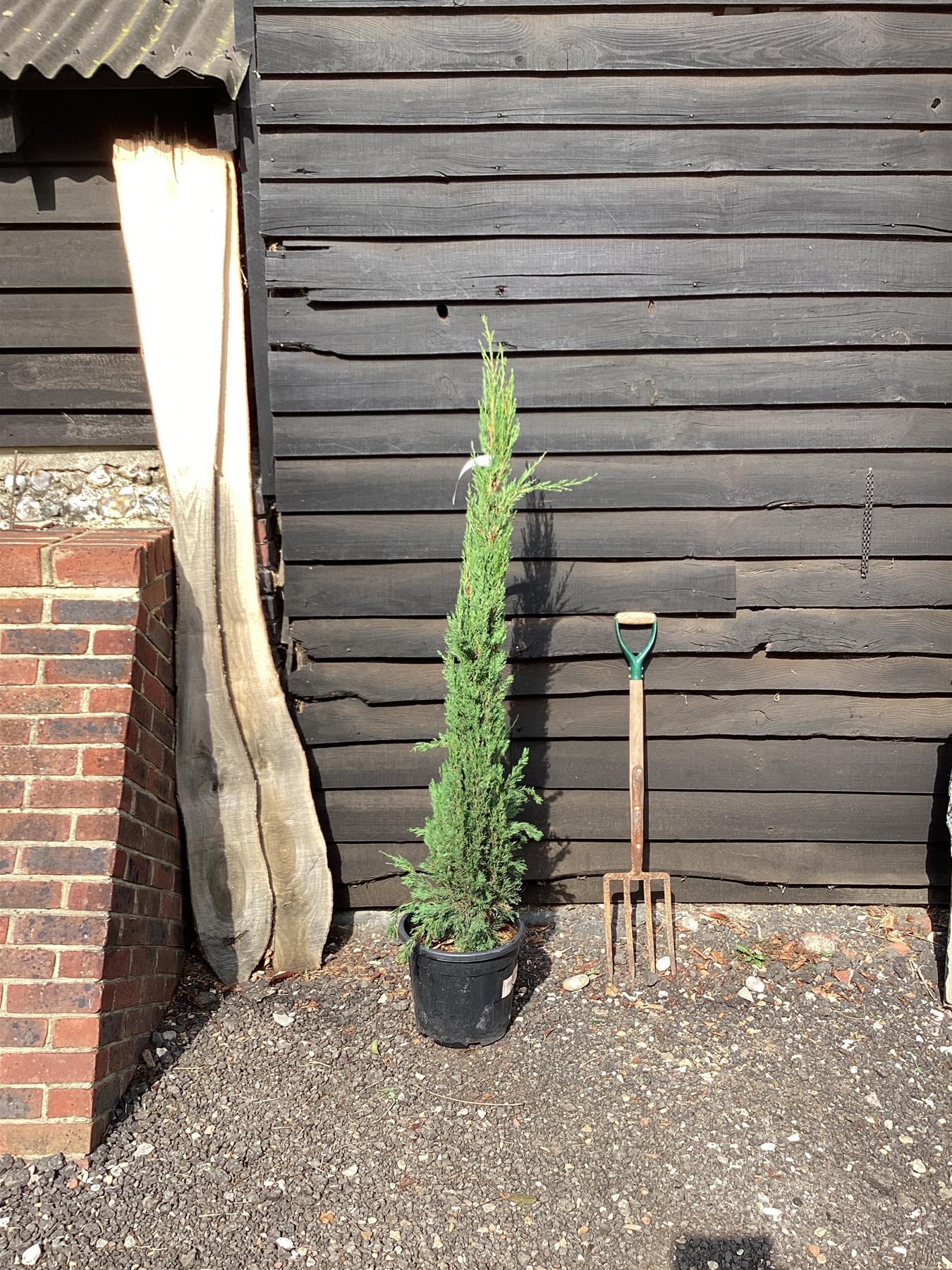 Cupressus sempervirens (Italian Cypress) - 180/190cm, 20lt