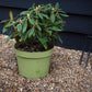 Rhododendron 'Hachmann's Porzellan' - Shrub - Height 30-40cm - 10lt