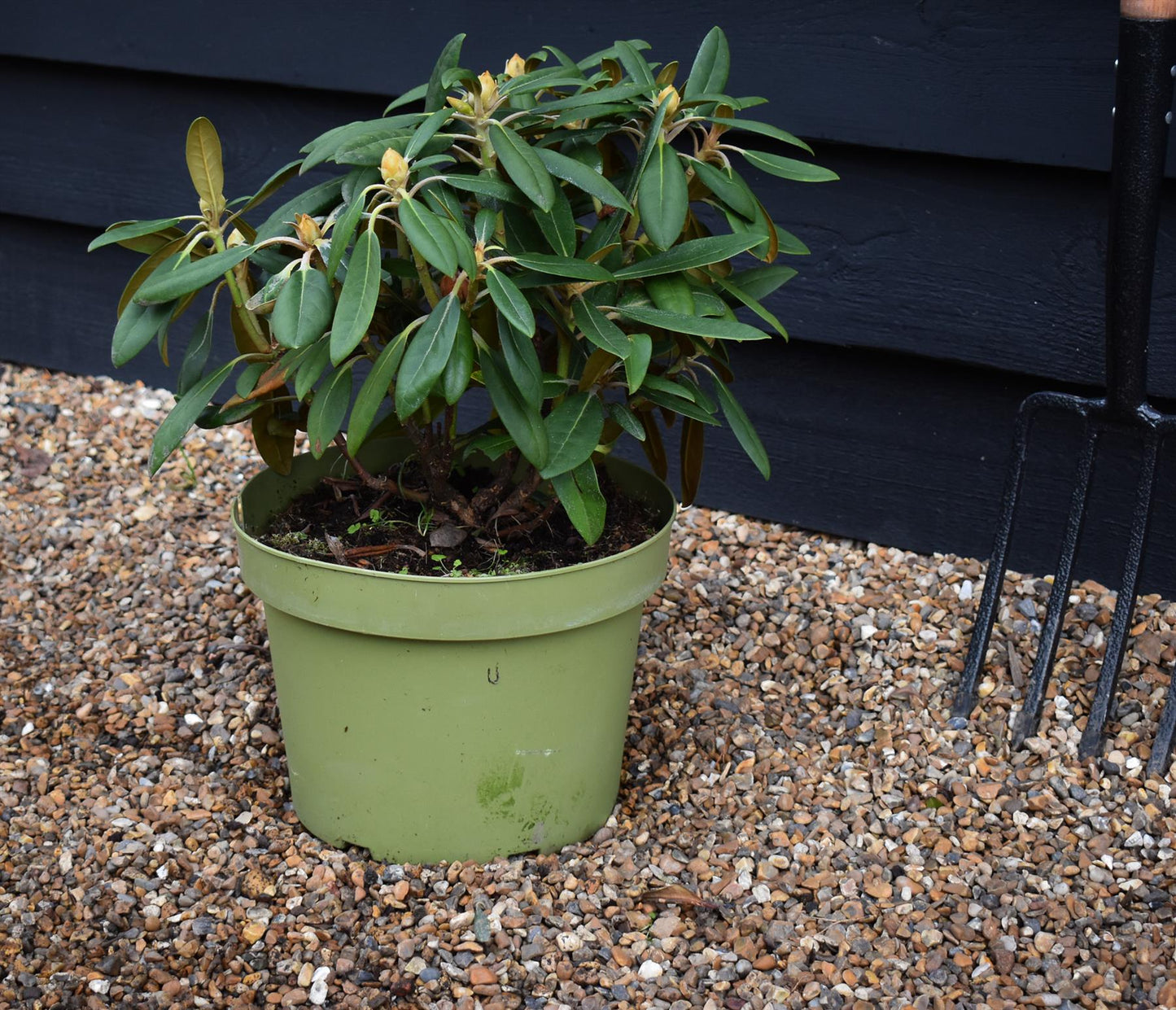 Rhododendron 'Hachmann's Porzellan' - Shrub - Height 30-40cm - 10lt