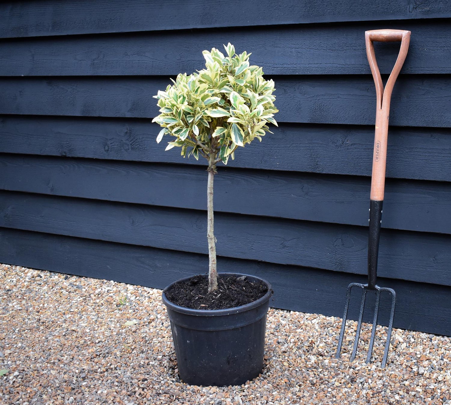 Euonymus japonicus 'Bravo' Quarter Standard | Spindle 'Bravo' - 70cm, 15lt