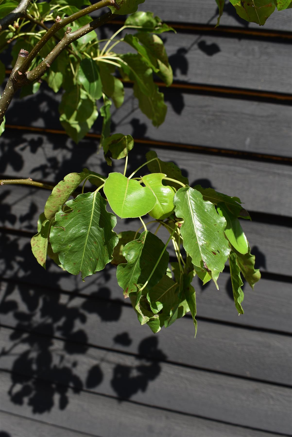 Pyrus calleryana 'Chanticleer' - Clear Stem - Standard - Height 290-310cm - 70lt