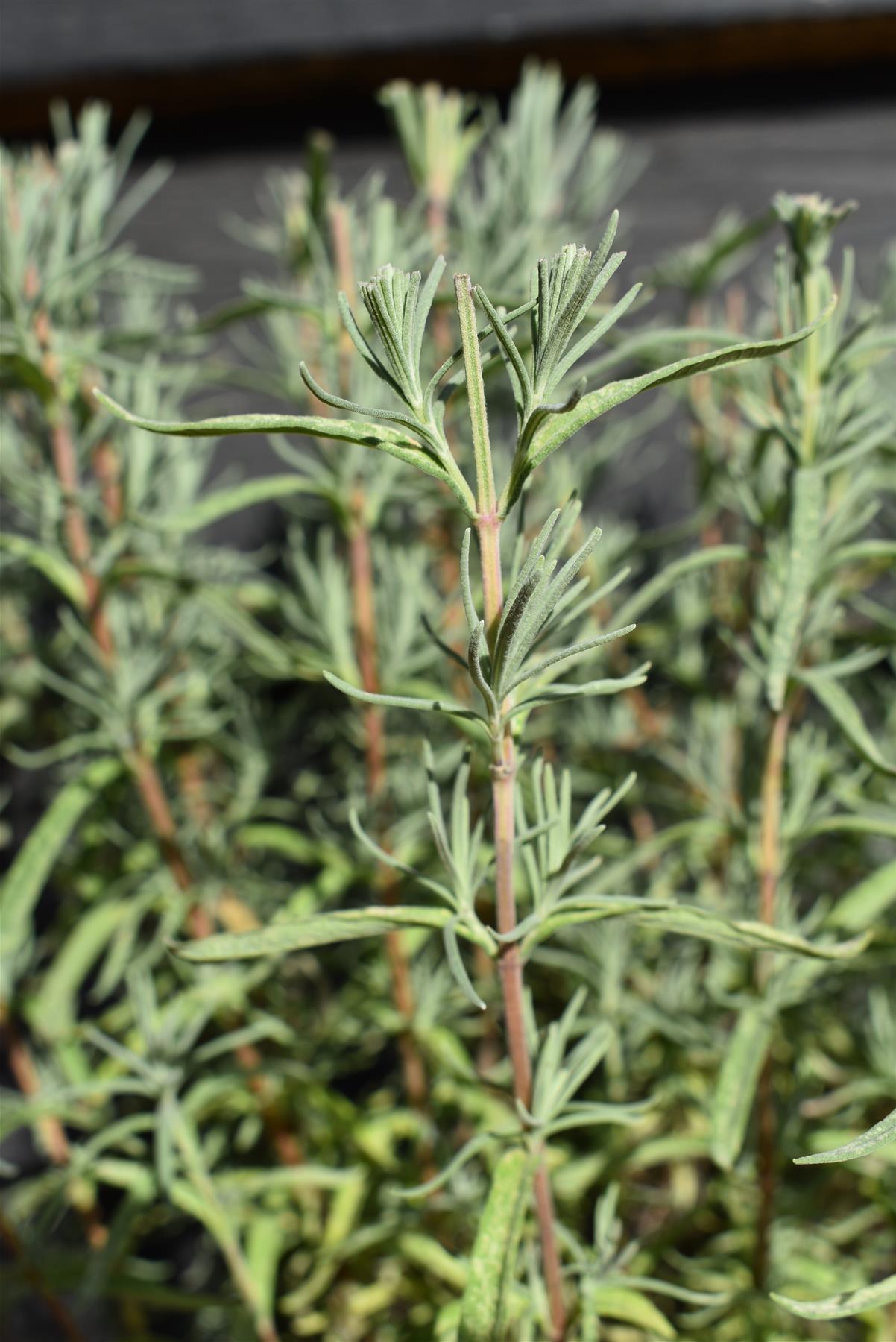 Lavandula stoechas Papillion | French Lavender - 30-60cm, 5lt