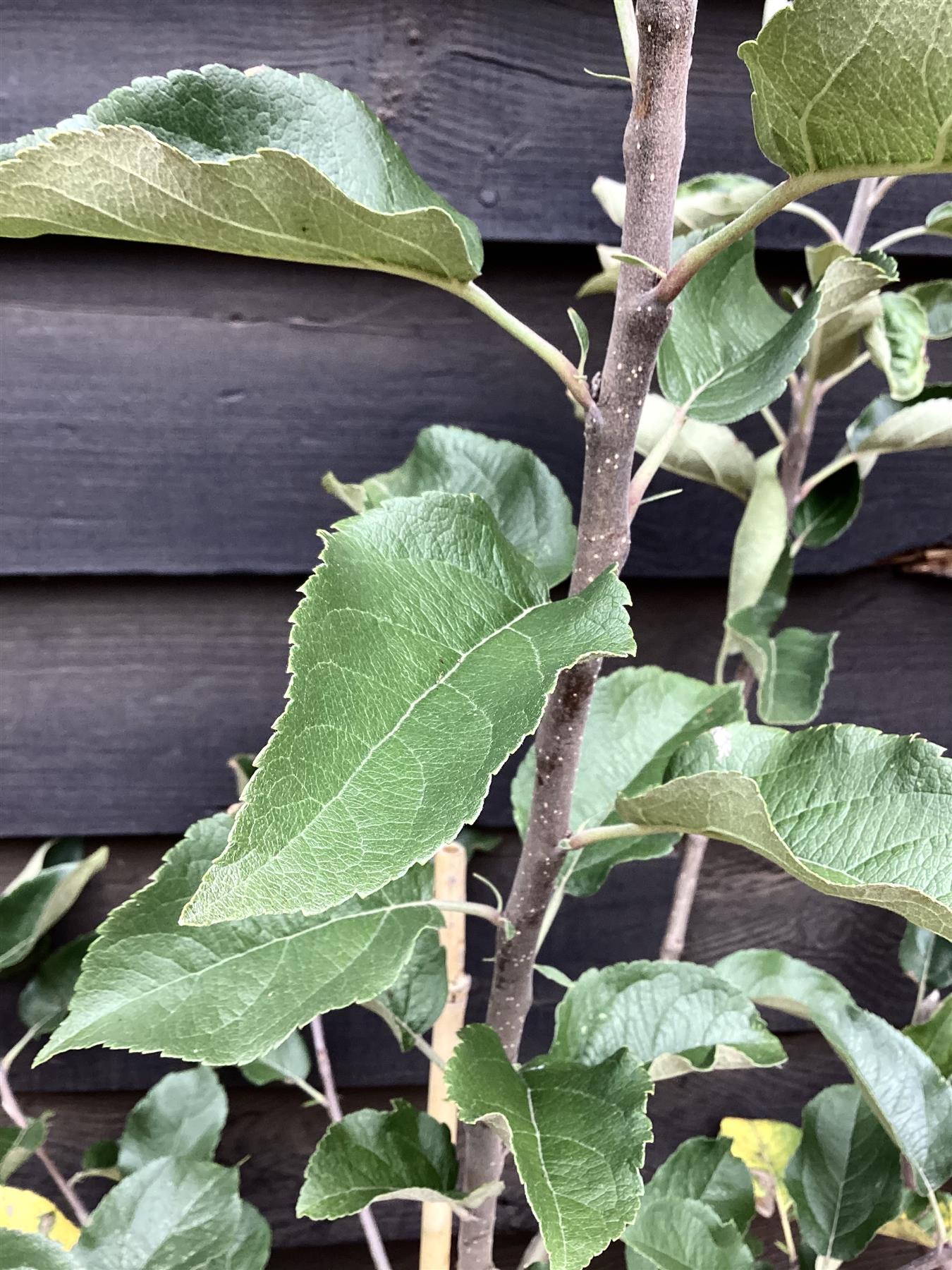 Apple tree 'Worcester Pearmain' | Malus domestica - M26 - Dwarfing - 140-150cm - 10lt