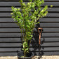 Hibiscus Tree 1/2 std | Rose of Sharon Clear Stem - 200-250cm, 30lt