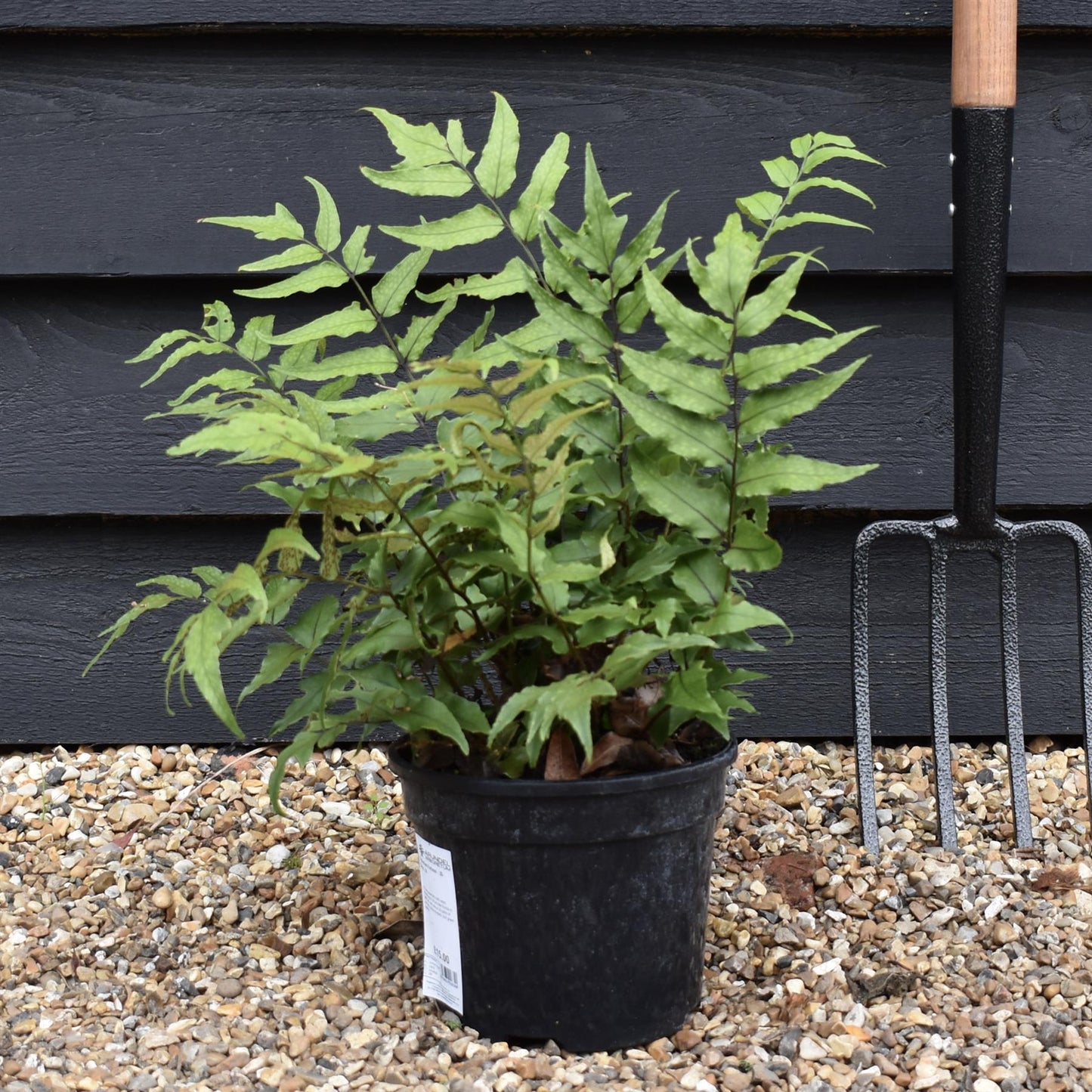 Fortune's holly fern | Cyrtomium Fortunei - Height Width 20-30cm - 3lt