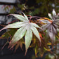 Acer palmatum 'Bloodgood' | Bloodgood Japanese Maple - Height 200-240cm - 130lt