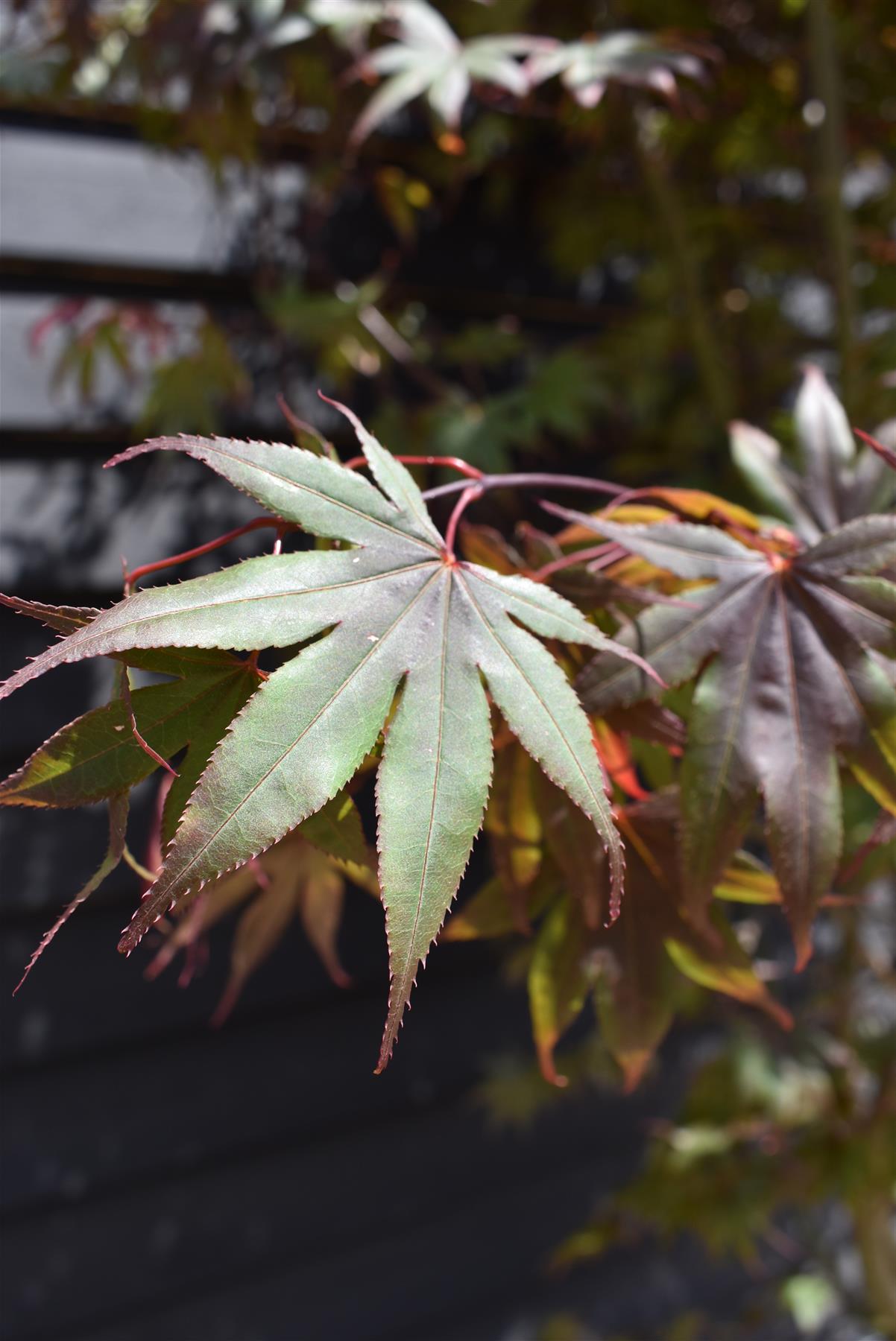 Acer palmatum 'Bloodgood' | Bloodgood Japanese Maple - Height 200-240cm - 130lt