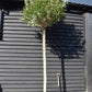 Nerium oleander - Clear Stem - 330-350cm - 90lt