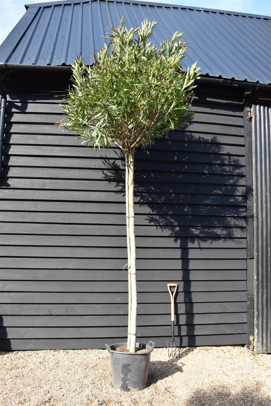 Nerium oleander - Clear Stem - 330-350cm - 90lt