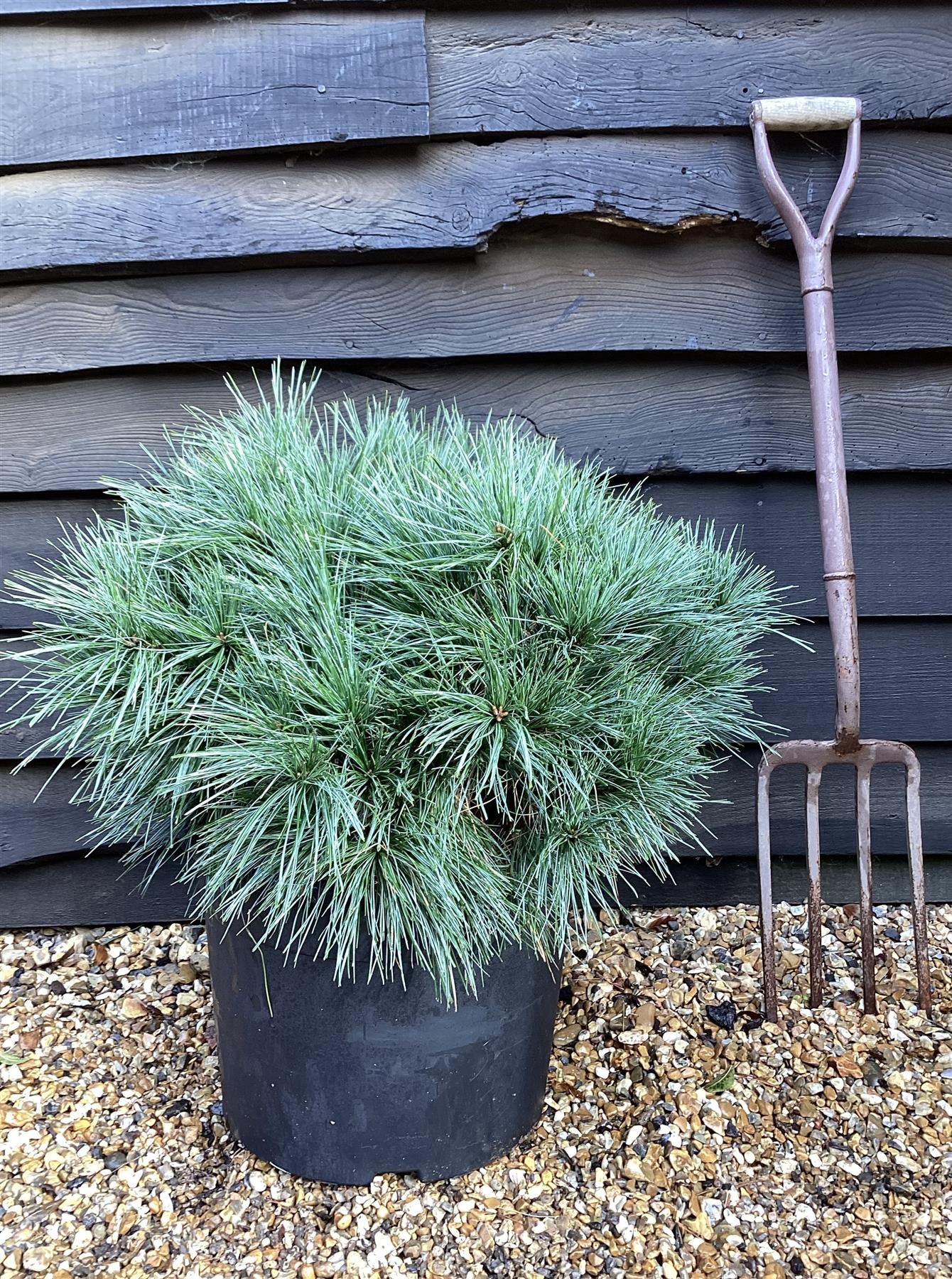 Pinus strobus 'Radiata' | Weymouth Pine - 50-60cm - 25lt