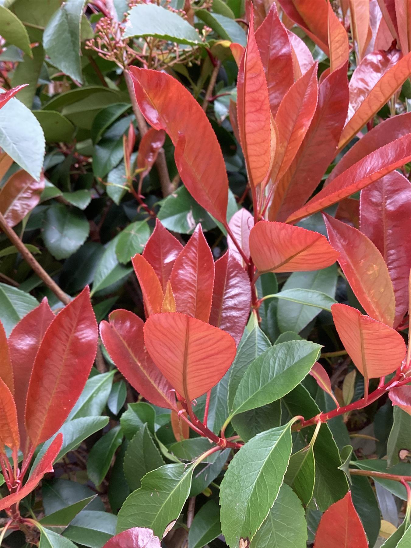 Photinia Red Robin | Christmas berry 'Red Robin' - 175-200cm, 45lt