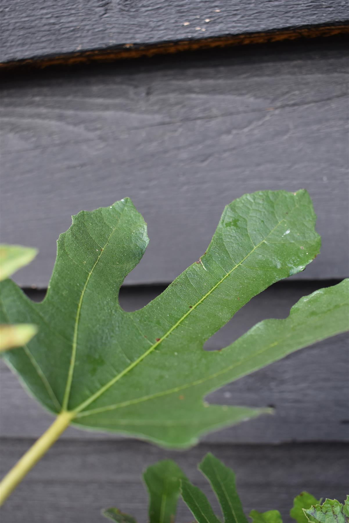 Fig | Ficus carica 'Little Miss Figgy' - Shrub - 40-60cm - 5lt