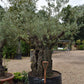 Olive Tree | Olea Europea 1/2 Std - 255-265cm, 400lt