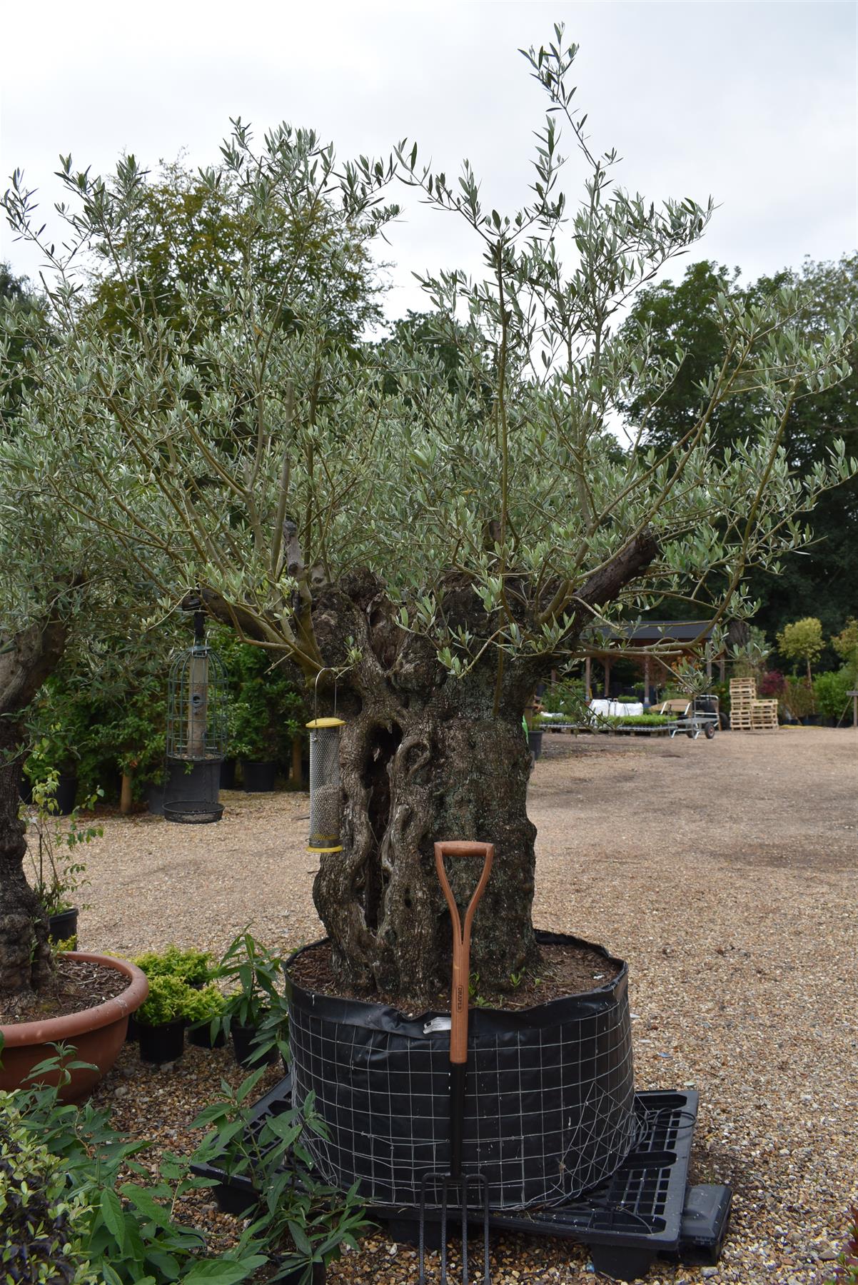 Olive Tree | Olea Europea 1/2 Std - 255-265cm, 400lt