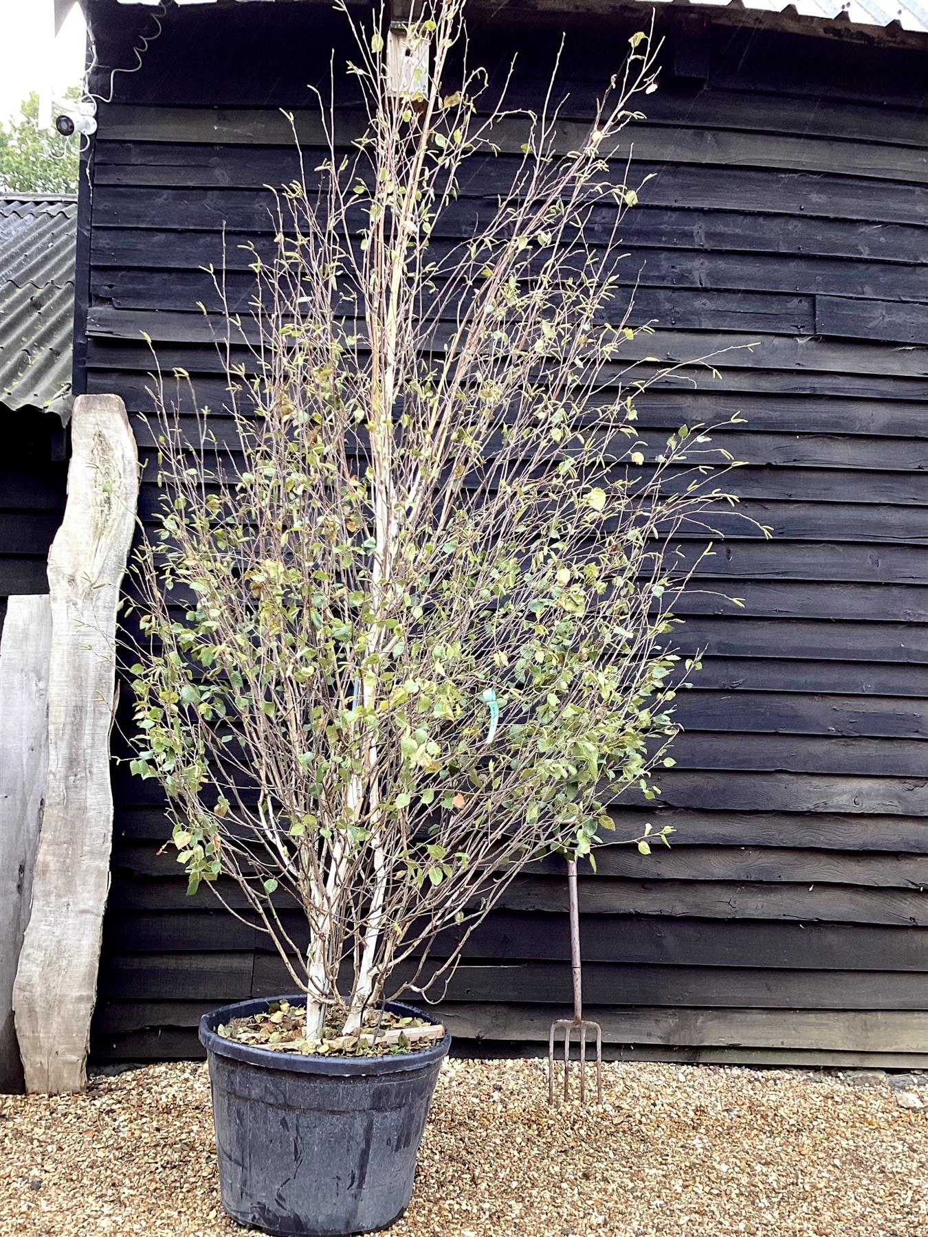 Betula utilis jacquemontii | Kashmir Birch - Multistem - 350-400cm, 110lt