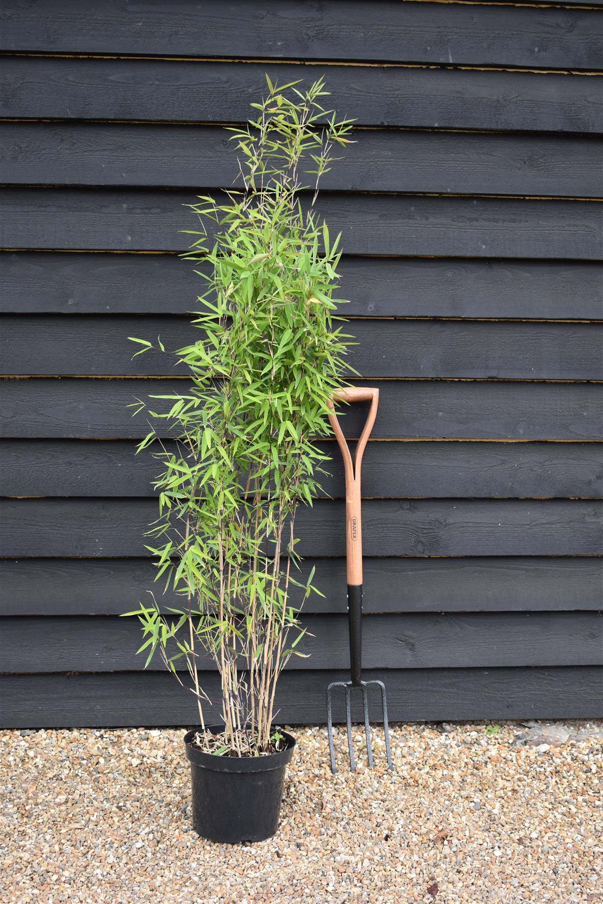 Fargesia nitida 'Black Pearl' | Black Pearl Bamboo - 140-160cm - 7.5lt