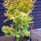 Red Bark Japanese Maple | Acer palmatum 'Sango-kaku' | Red Bark Maple - Bushy - Height 200-250cm - 55lt